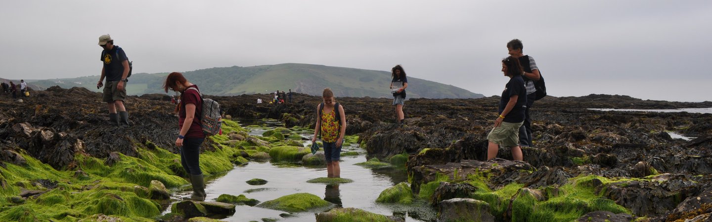 The big seaweed search at Wembury 2016 Anna Starley