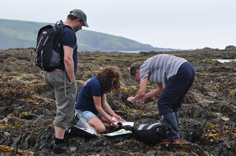 The Big Seaweed Search at Wembury 2016 Anna Starley