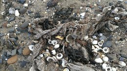 Wet wipes on Scottish beach, Catherine Gemmell