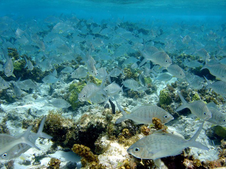 Yellowfin Marjorra.jpg