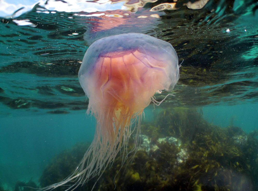 Jellyfish Helpful hero, not stinging villain Marine Conservation Society