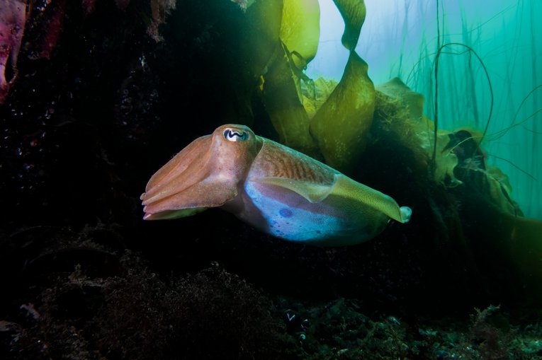Cuttlefish over reef Georgie Bull