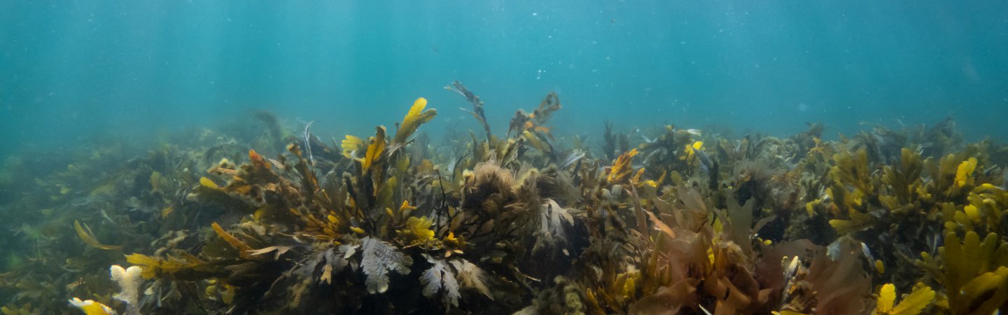 Fucoid seaweed Georgie Bull