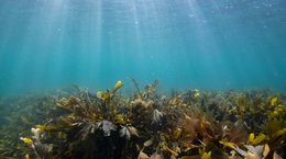 Fucoid seaweed Georgie Bull