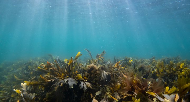 Fucoid seaweed Georgie Bull