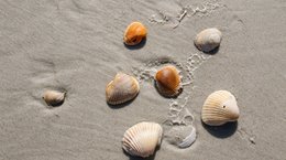 Shells- Unsplash- Mick-Haupt