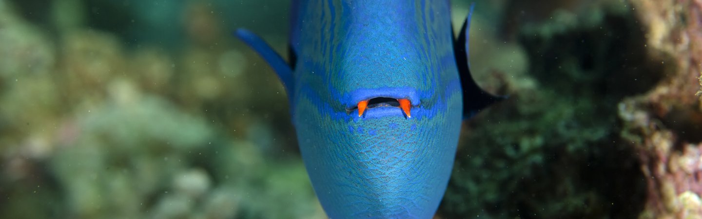 Red Tooth Triggerfish SeraphP