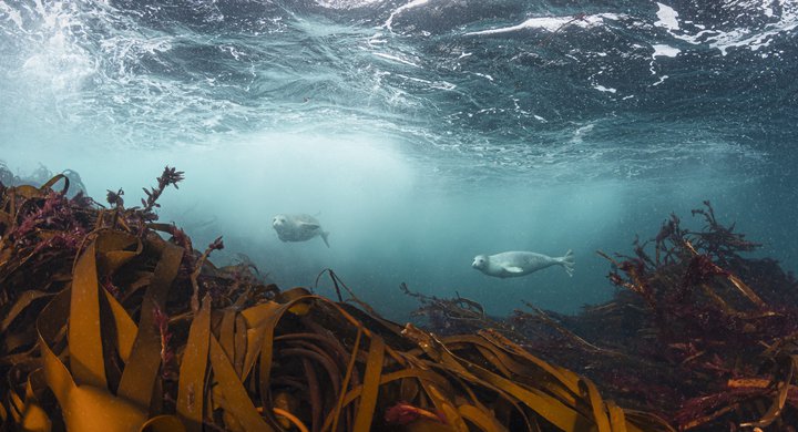 Grey Seals in the surf Loch Eriboll Scotland Kirsty Andrews