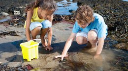 Children rock pooling