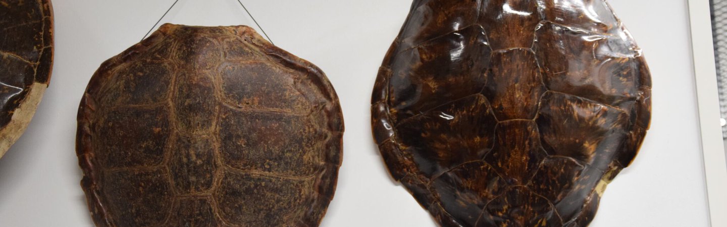 turtle shells 4.jpg